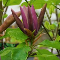 Magnolia Black Beauty - Черна красавица, снимка 2 - Градински цветя и растения - 41504078