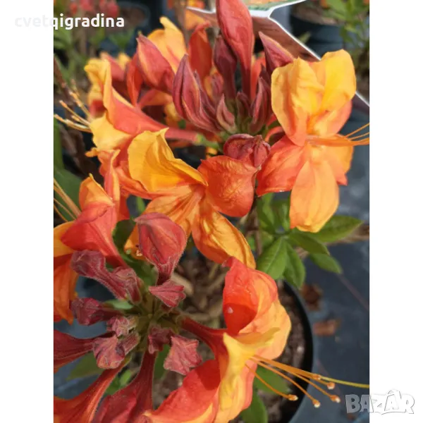 Azalea deciduous Golden Eagle-Азалия златен орел, снимка 1
