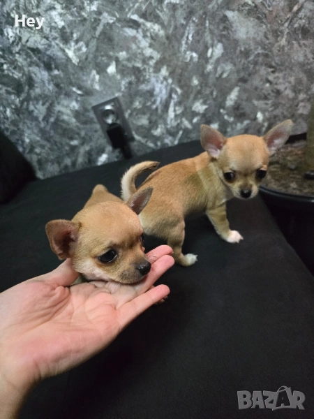 Чихуахуа Момиче и Момче, снимка 1