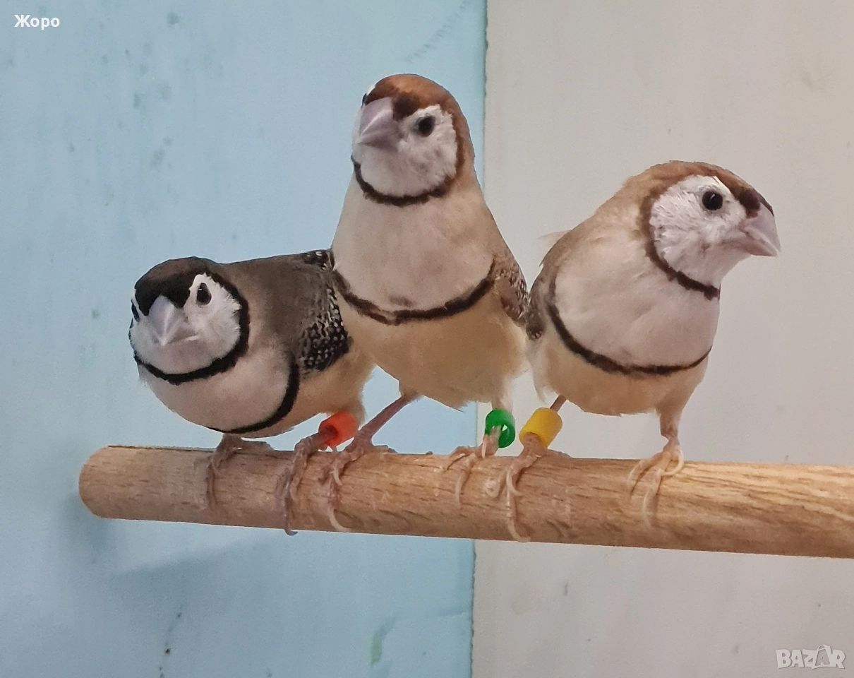 Продавам Белолици амадини, снимка 1