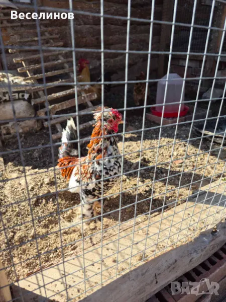 Продавам петле, снимка 1