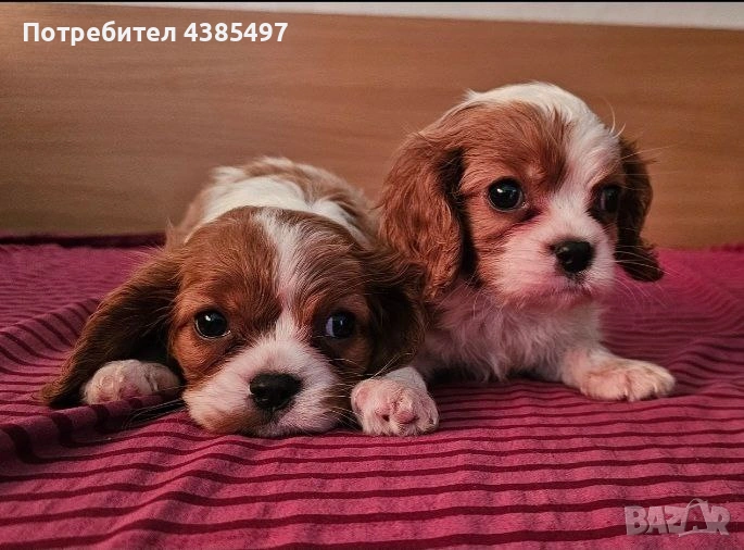 Кавалер Кинг Чарлз Шпаньол мъжко и женско , снимка 1