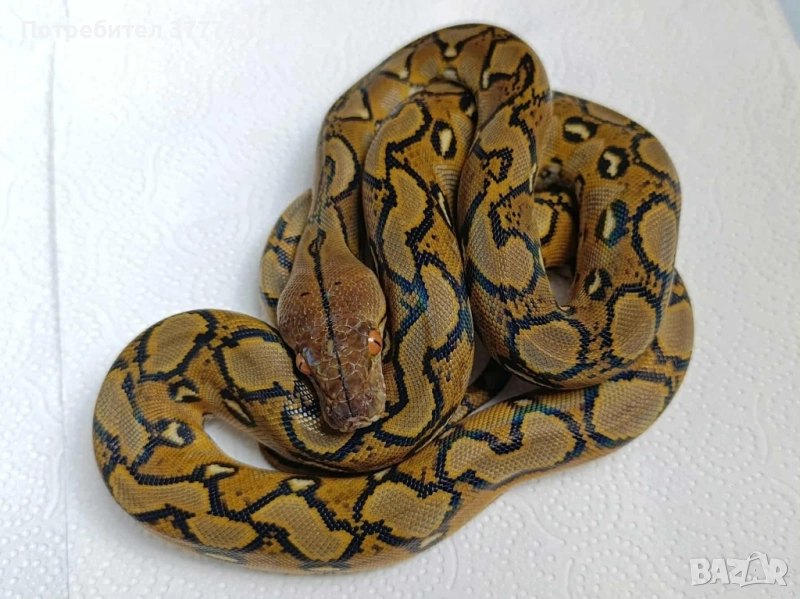 Мрежест Питон / Python reticulatus, снимка 1