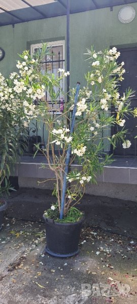 зокум ,олеандър висок 2,50м, снимка 1