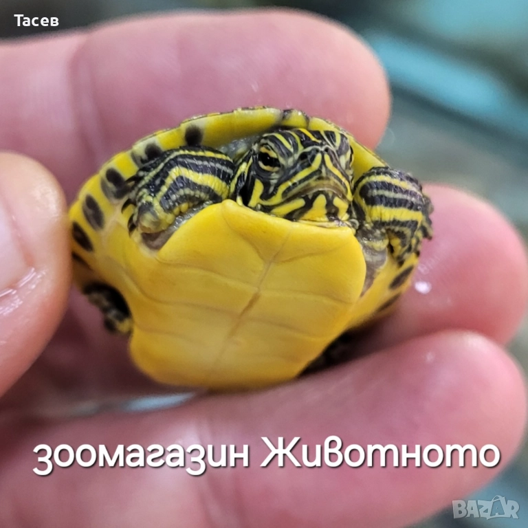 Водни костенурки, снимка 1