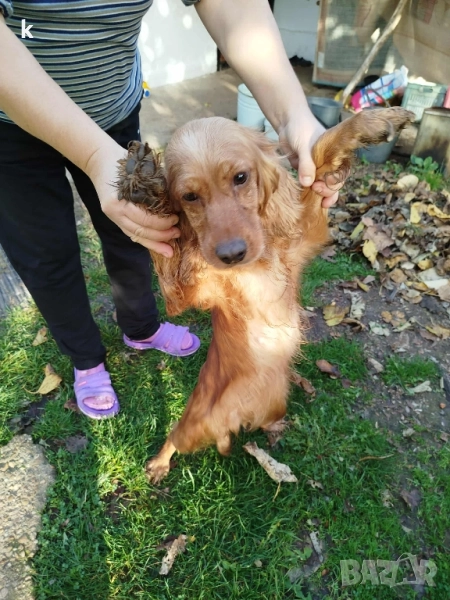 женски Кокер шпаньол, снимка 1