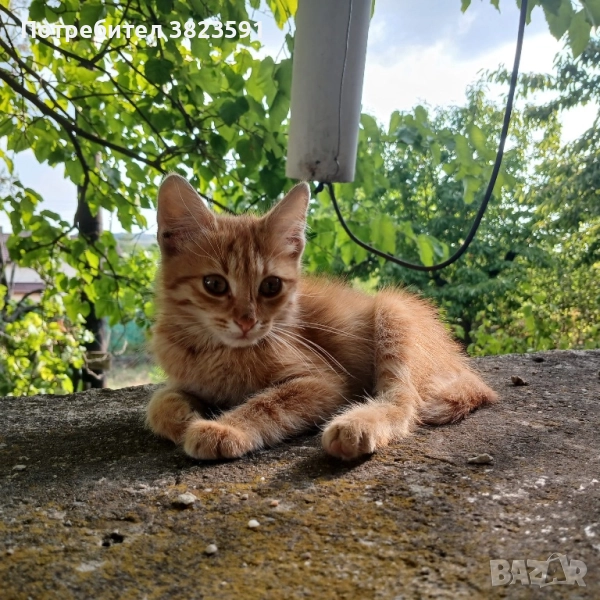 Подарявам мъжко котенце на 3 месеца - Симба, снимка 1