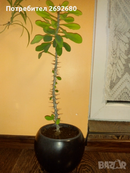 Христов венец червено към розово-60см.+керамична кашпа, снимка 1