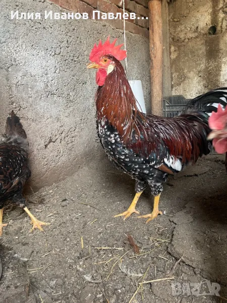 Яйца порцелан италянка, снимка 1