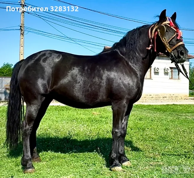 Продавам кобила, снимка 1