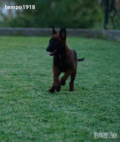 Белгийски Овчарки с Родословие, снимка 1