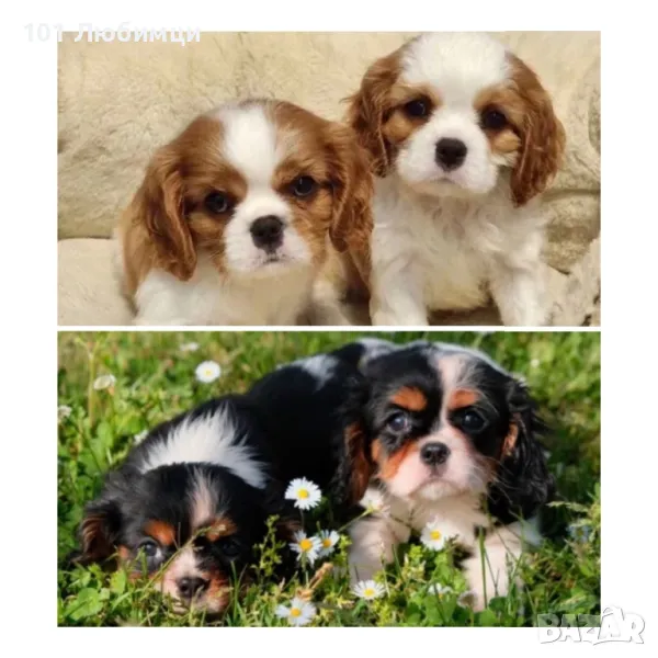 Кавалер Кинг Чарлз шпаньол , снимка 1