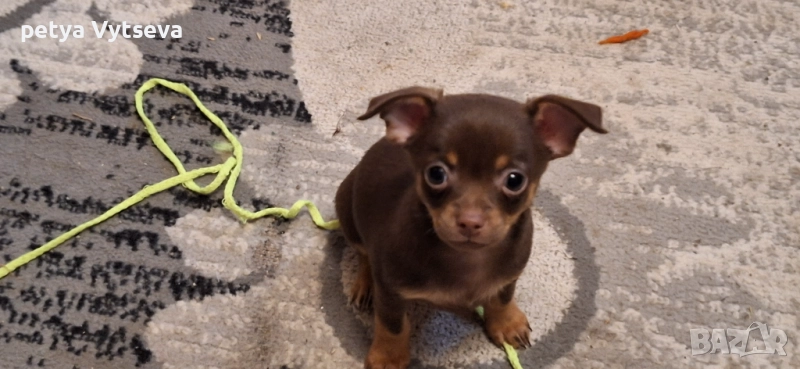 Продавам две прекрасни момченца, снимка 1