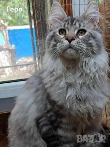 Мейн Кун , снимка 4 - Мейн кун - 52106190