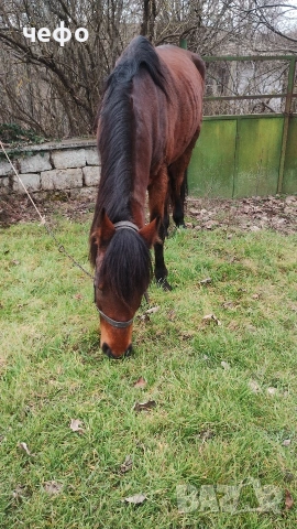 животни кон