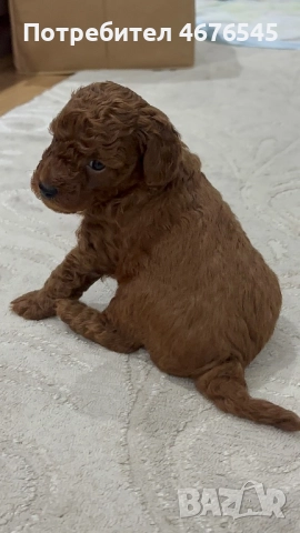 Мини пудел момче, снимка 5 - Пудели - 52776938