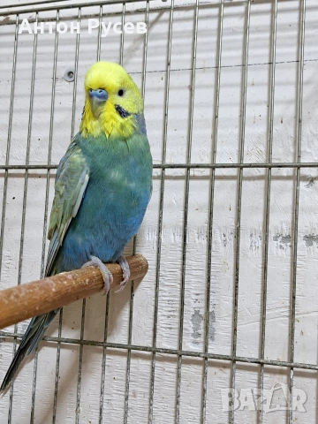 вълнисти рейнбол и хеликоптери, снимка 4 - Папагали - 53817570