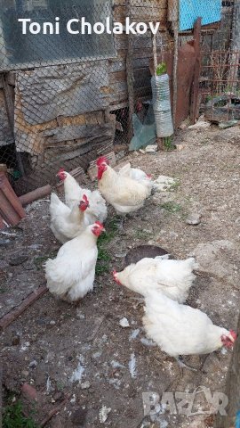 Пилета и яйца от Бяло Брезе., снимка 2 - други­ - 40467968