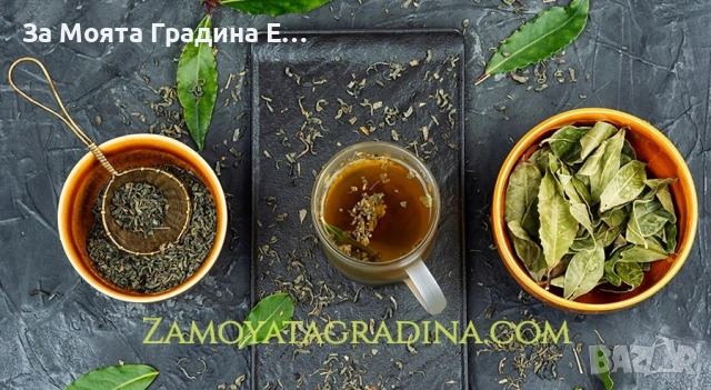 Дафинов лист , снимка 5 - Градински цветя и растения - 53634044