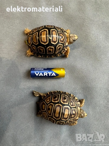 Леопардови костенурки, снимка 3 - Костенурки - 53430344