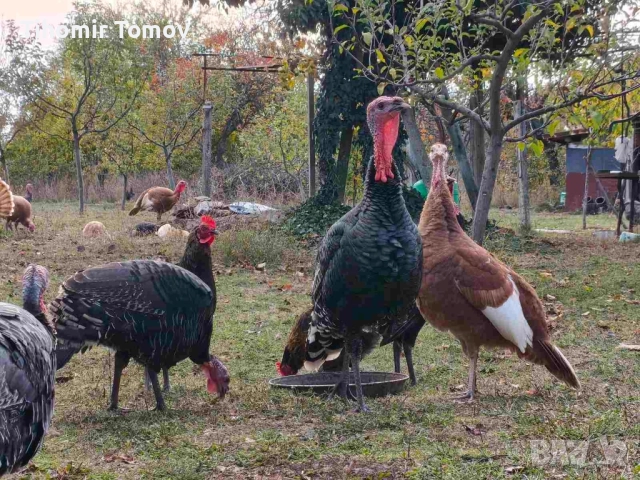 продавам пуйки пуяци , снимка 6 - Кокошки и пуйки - 52247314