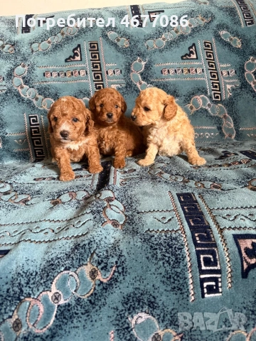 Той пудели момчета и момичета, снимка 2 - Пудели - 53666294
