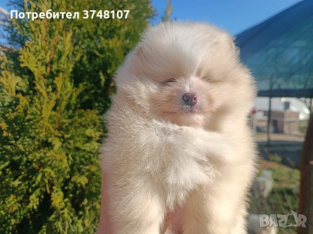 Померан/Померани, снимка 5 - Померан - 52920016