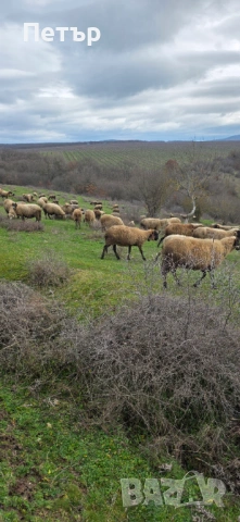 Продавам стадо под Селекция , снимка 6 - Овце - 53585024