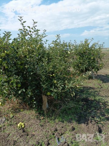 Продавам ябълкова градина, снимка 10 - Земеделска земя - 42316614