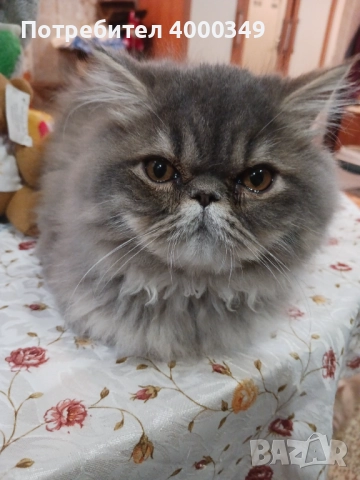 Продавам персийско женско коте, снимка 7 - Персийска - 52506650
