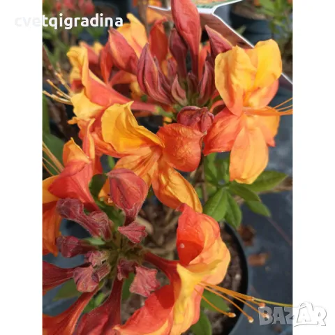 Azalea deciduous Golden Eagle-Азалия златен орел, снимка 1