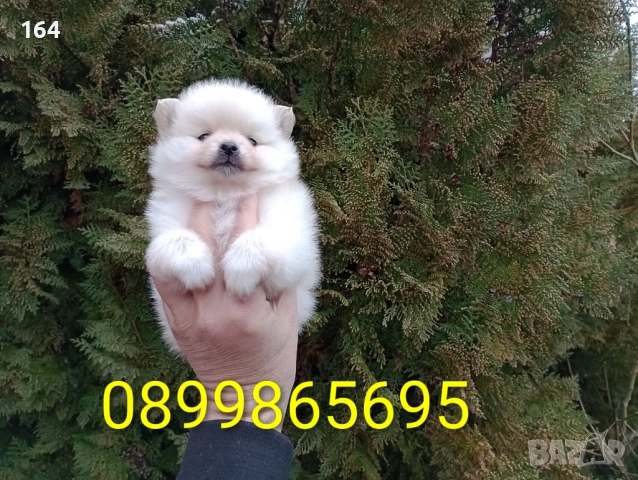 Померанчета. Момичета., снимка 2 - Померан - 53426538