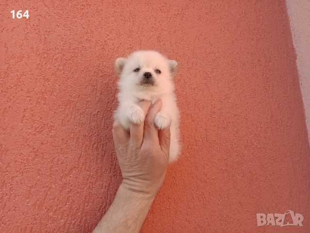 Мини Шпиц - Померан. Мъжки и женски кученца. , снимка 7 - Померан - 53743617