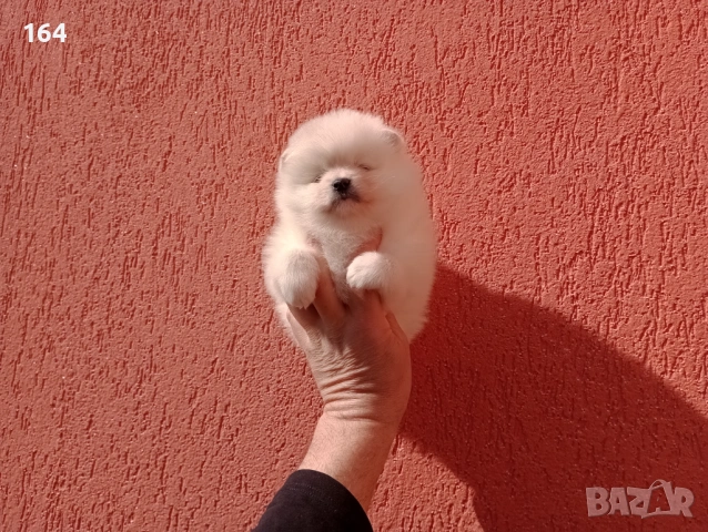 Женски Померани.  Реални снимки от 22.02.26 г. 