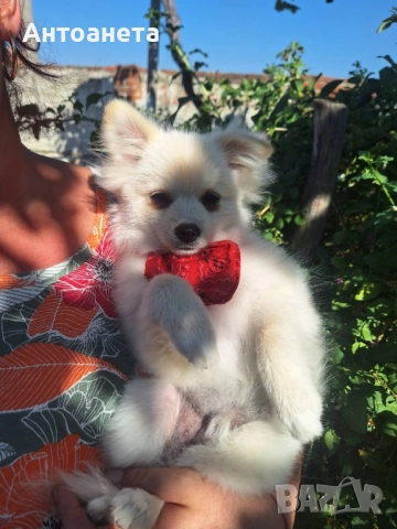 Померан-мини шпиц, снимка 4 - Померан - 50591698