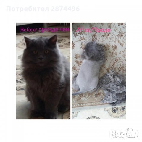 P22 Комплект безжична машинка за подстригване на домашни любимци Baorun, снимка 7 - Други стоки за животни - 35834530