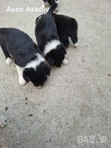 Свободни малки кучета бордър коли кученцата са от чисто поредни родители , снимка 1