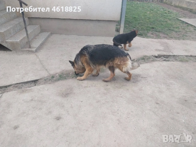 Немски овчарки Топ, снимка 17 - Немска овчарка - 53389024