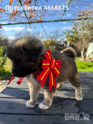 Кученца си търсят топъл дом, снимка 3 - Други - 52656027