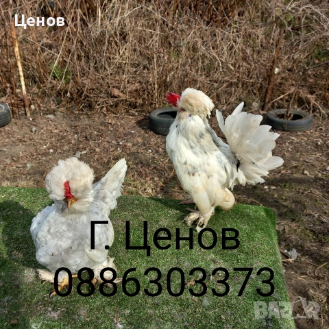 Чифтове струмски бантам, снимка 12 - други­ - 49315454