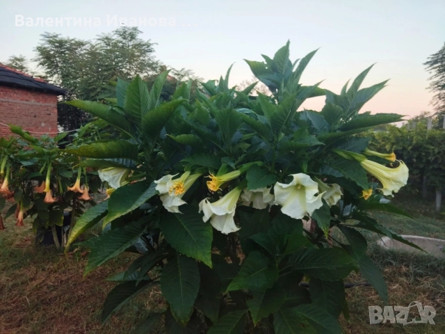 комплект 3 бр ангелски тромпет , снимка 6 - Стайни растения - 52420549