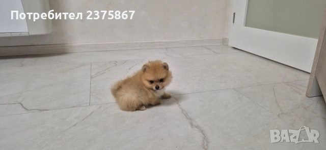 2 мъжки померанчета,померан, снимка 6 - Померан - 52910350