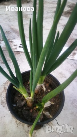 Многогодишен лук