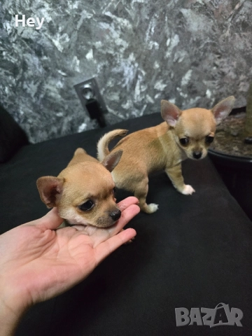 Чихуахуа Момиче и Момче, снимка 1