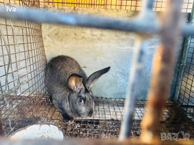 Продавам зайци на 6 месеца, снимка 5 - Други - 53056162