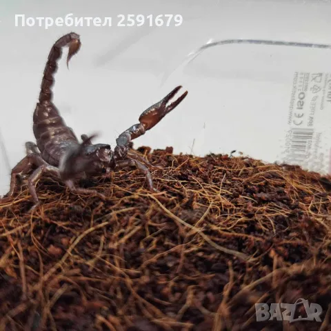 Скорпион, снимка 2 - Други - 48340236