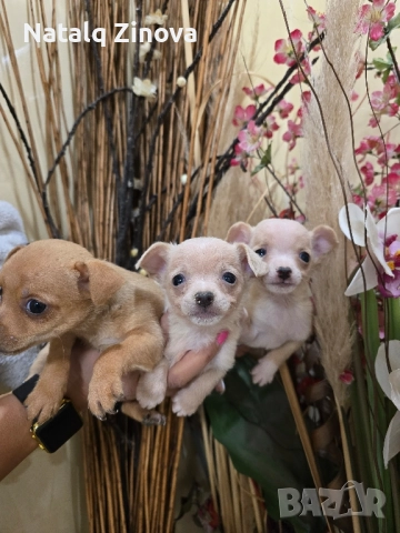мини чиху пинчери, снимка 3 - Пинчер - 52509288