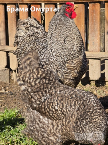 Продавам разплодни яйца от Кукувича Брама [Cuckoo Brahma], снимка 2 - Кокошки и пуйки - 53811646