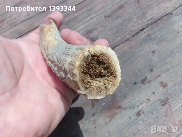 Рог от елен, снимка 6 - Антикварни и старинни предмети - 50409706