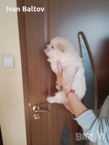 ЧАУ ЧАУ СЛАДУРИ, снимка 2 - Чау Чау - 53693839